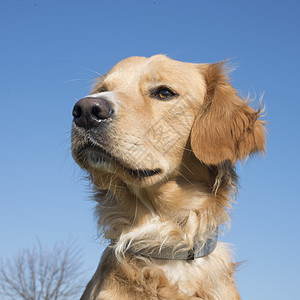 金毛猎犬蓝色天空猎狗动物猎犬棕色白色小狗宠物图片