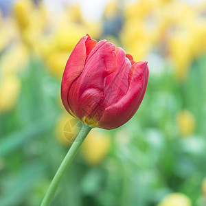 tullip 特写剪贴板季节性黄色花园红色绿色场地公园季节宏观植物群图片