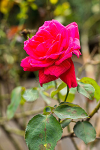 以自然背景为背景的红花庆典公园植物花瓣红色叶子季节花园衬套园艺背景图片