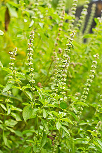 甜甜的Basil是大自然中的绿树叶草本植物蔬菜芳香香气味道花园植物健康绿色植物群背景图片