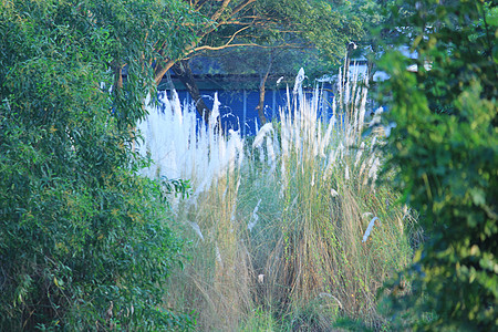 桑达班红树林生态生长涟漪叶子阳光树枝植物植物群绿色植物分支机构图片
