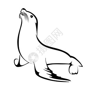 海狮狮子灰色哺乳动物动物园艺术白色生活海洋野生动物毛皮海豹图片