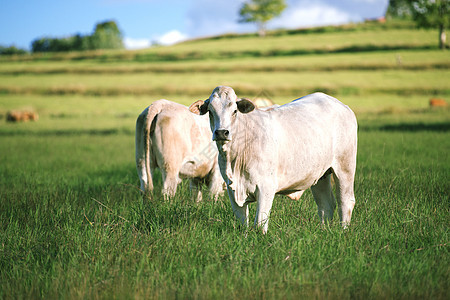 一群奶牛与婴儿牛小牛绿色配种动物土地哺乳动物家畜乡村农场牧场图片