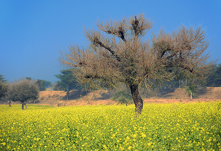 萨阿格植物学花瓣黄花生长季节植物群叶子环境植物时候图片
