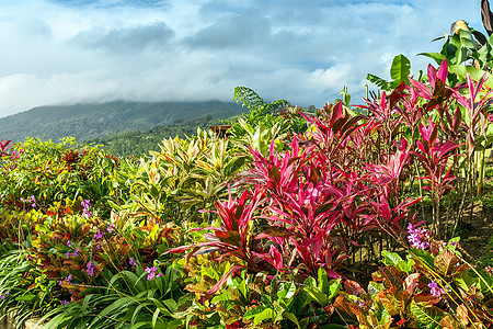 垂直花园 各种热带植物和花朵以某种方式生长;以及图片
