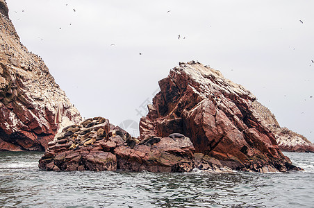 岩层上岩层的海狮生活哺乳动物野生动物荒野旅行动物舞者公园岩石海洋图片