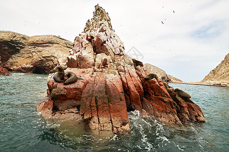 岩层上岩层的海狮假期公园生活国家团体旅行生态旅游海岸海滩哺乳动物图片