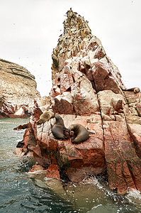 岩层上岩层的海狮荒野旅游团体生态旅游野生动物海岸舞者小狗旅行悬崖图片
