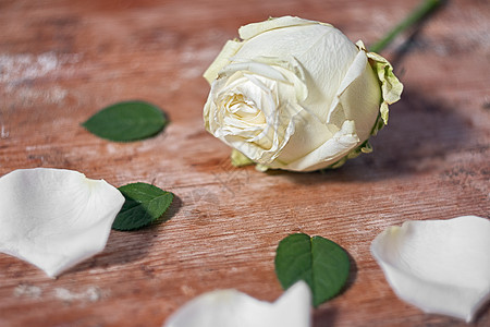 白玫瑰在木制的根基上图片