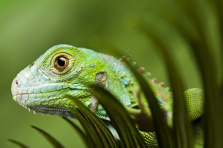 Iguana在野外 明亮多彩的生动主题荒野野生动物环境动物园蜥蜴丛林动物森林热带爬行者图片