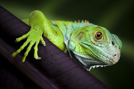 一幅蜥蜴 小龙 蜥蜴 壁虎的照片捕食者皮肤雨林生物热带森林丛林冒充动物爬行者图片