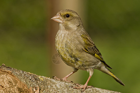 Greenfinch 振动动物青雀翅膀雀科花园栖息动物群荒野羽毛黄色图片