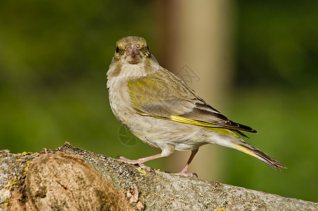 Greenfinch 振动荒野雀科栖息动物野生动物黄色翅膀绿色青雀花园图片