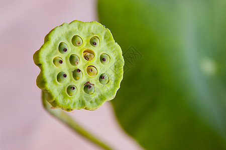 良田种子前景聚焦草药圆圈绿色荷花食物莲子水平水生植物图片