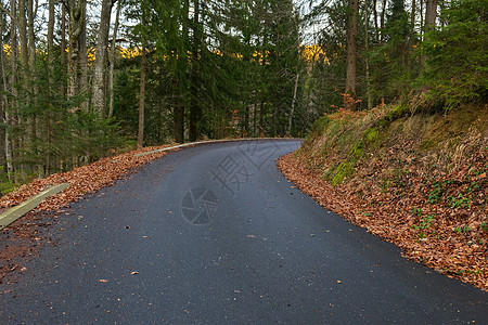 秋季森林景观中的道路交通车道树木树叶天气汽车小路驾驶危险林地图片