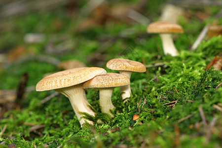 不明橙色蘑菇植物群身份苔藓宏观季节橙子蔬菜植物食物生长图片