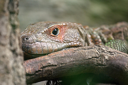 北caiman蜥蜴图片