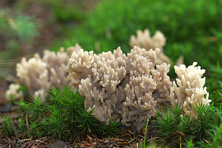 不明褐色蘑菇身份生长季节宏观苔藓植物群植物蔬菜美食食物图片