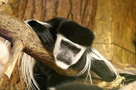 混人格莱萨哺乳动物尾巴公园动物园野生动物动物自由生活毛皮情调图片