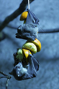 埃吉普提水果棒水果折叠航班野生动物玫瑰花飞行水库动物食草哺乳动物图片
