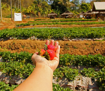 有机农场新鲜采摘草莓花园农场农民水果浆果食物红色植物蔬菜背景