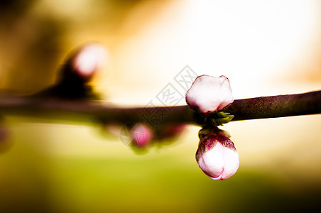 美丽的粉红樱花 满盛满彩色背景的花朵花瓣花园公园季节宏观卡片边界蓝色叶子植物群图片