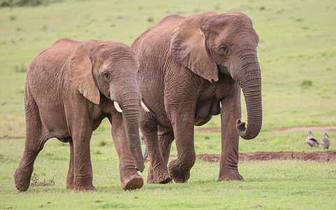 非洲大象牧民动物哺乳动物树干婴儿游客吸引力绿色野生动物棕色耳朵图片