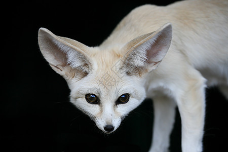 带大耳的野外沙漠狐狸耳朵哺乳动物生物动物白色野生动物荒野毛皮图片