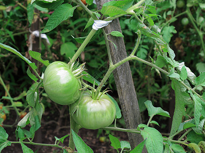 绿番茄植物红色绿色房子树叶藤蔓农场季节生产生长水果图片