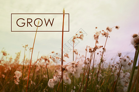 Grow 概念引引野花背景图片