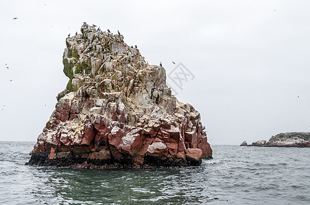 秘鲁Ballestas岛野鸟和海鸥鸟类海洋岩层殖民地翅膀海滩海岸线动物学团体悬崖图片