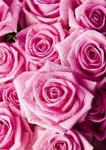 美丽的玫瑰 美妙的春天春光生动的主题植物花束香气鲜花淋浴情绪花瓣铭文生日粉红色图片