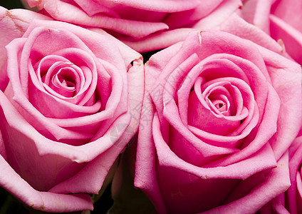 美丽的花朵 美妙的春季春天生动的主题婚礼新娘香气鲜花粉红色玫瑰淋浴生日铭文植物图片