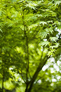 叶叶背景 东方生动主题树木成人花园雪橇植物学生长植物纤维叶片宽慰图片