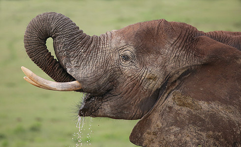 非洲大象喝水旅游象牙动物野生动物哺乳动物皮肤树干男性绿色耳朵图片