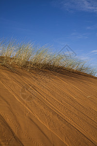 摩洛哥沙漠沙丘 Merzouga 多彩的充满活力的旅行主题寂寞沙漠红色探险家沙丘勘探太阳干旱橙子阴影图片