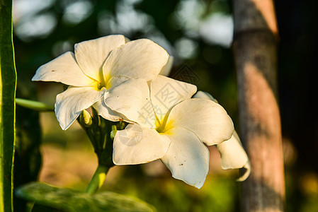 弗朗吉帕尼花朵粉色热带香水黄色绿色香味植物花园叶子情调图片