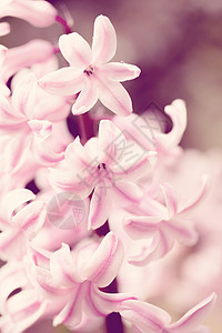 春花园中的粉红色长青花 以古老的颜色调子叶子生长植物学花园公园生活季节水彩美丽植物图片