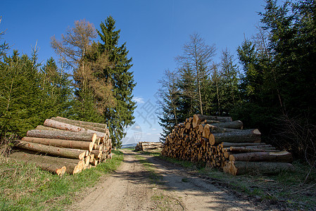 林路附近的木柴堆圆圈团体林业乡村植物森林木材环境树干库存图片