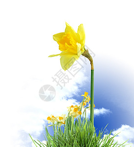 开花水仙子植物天空黄色环境花朵铭文生长空气生态水仙花图片