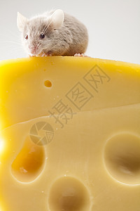 关上小老鼠和奶酪黄色尾巴奶制品鞭策诱饵老鼠耳朵害虫流浪食物图片