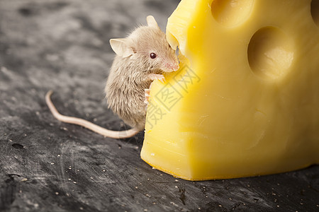 关上小老鼠和奶酪耳朵奶制品流浪食物诱饵尾巴害虫老鼠黄色鞭策图片