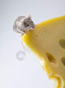 关上小老鼠和奶酪食物流浪鞭策老鼠耳朵奶制品害虫诱饵黄色宠物图片