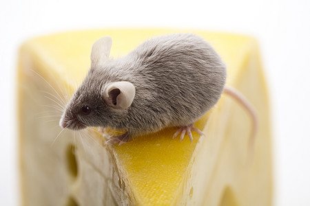 关上小老鼠和奶酪奶制品老鼠诱饵尾巴耳朵鞭策害虫黄色食物宠物图片