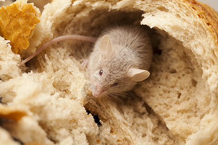 老鼠和面包 农村生动多彩的主题动物谷物安排食物宠物粮食耳朵奶制品宏观诱饵背景图片