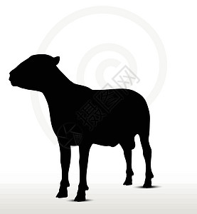 立立不动的山羊背影插图背光白色绘画姿势冒充剪贴黑色宠物草图图片