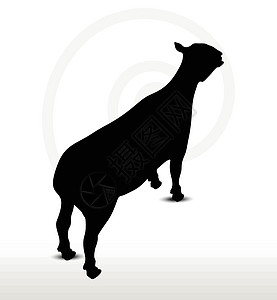 立立不动的山羊背影插图黑色绵羊阴影草图动物追随者冒充剪贴白色图片