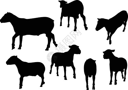 长着圆形的绵羊背影动物姿势草图害群插图宠物小跑黑色猪蹄绘画图片