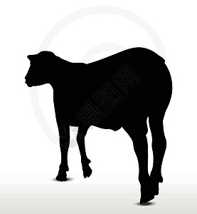 带走路姿势的绵羊背影白色冒充绘画宠物插图动物草图害群黑色阴影图片