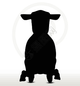 披着姿势的绵羊背影冒充黑色剪贴动物害群宠物插图背光阴影草图图片
